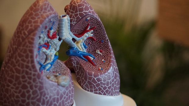A plastic model of a set of lungs