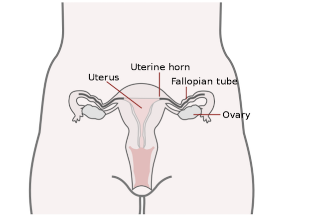 Labelled diagram of a woman’s uterus, fallopian tube and ovaries